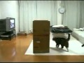 maru le chat