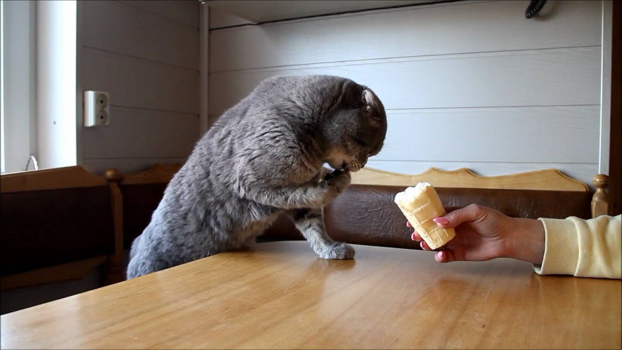 Funny Scottish Fold cat is eating cheese and ice cream with paws - YouTube
