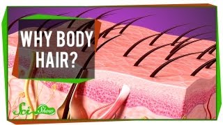 Why Body Hair?