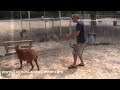 Training an Aggressive Dog - Athena the Cane Corso