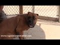 Training an Aggressive Dog - Athena the Cane Corso