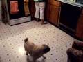 Pug imitating a blender Pug imitating a blender