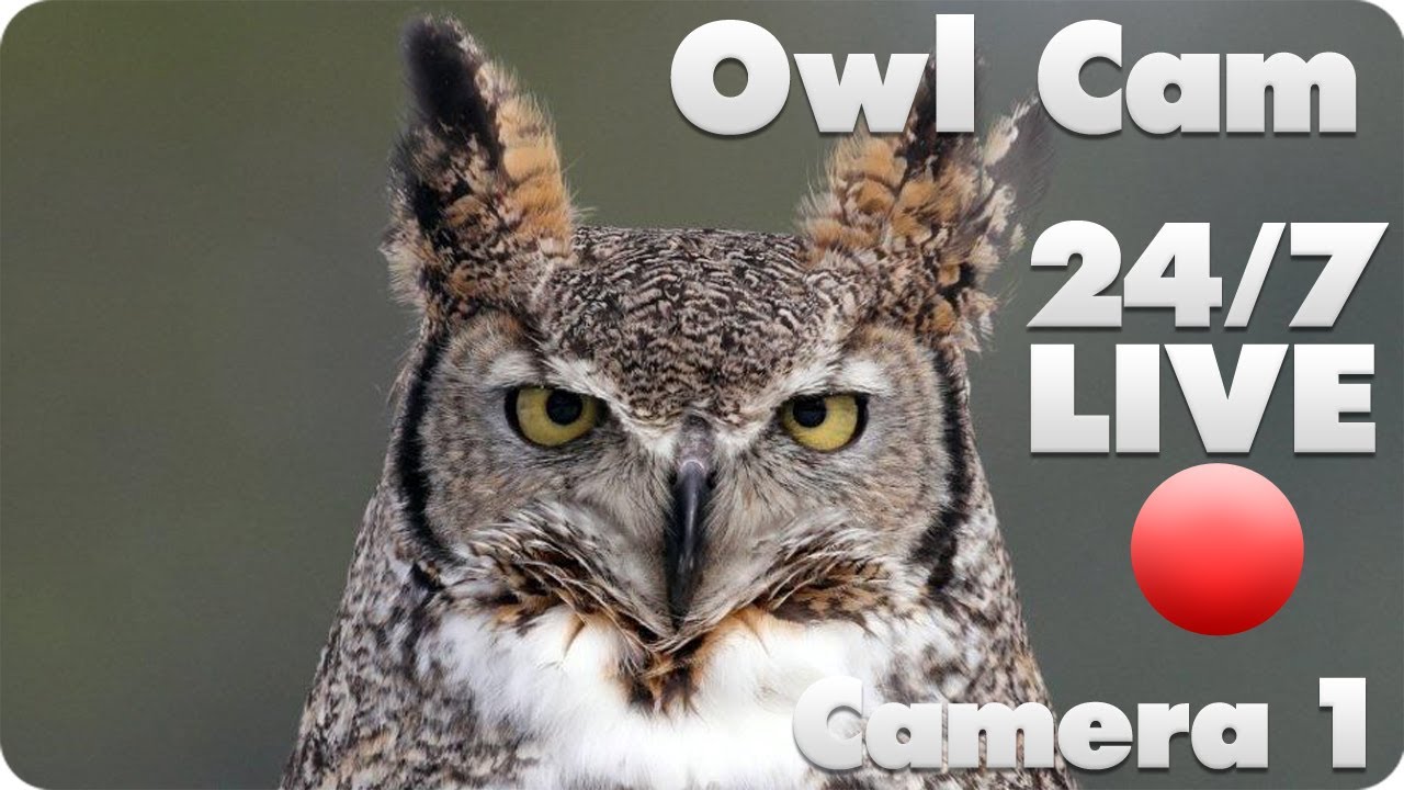 great horned owl live cam 1 youtube great horned owl live cam 1 youtube