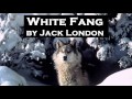 White Fang by Jack London - FULL Audio Book - Adventure Fiction