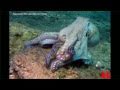 Octopus Brains [UNCUT, 30-MINUTE VERSION]