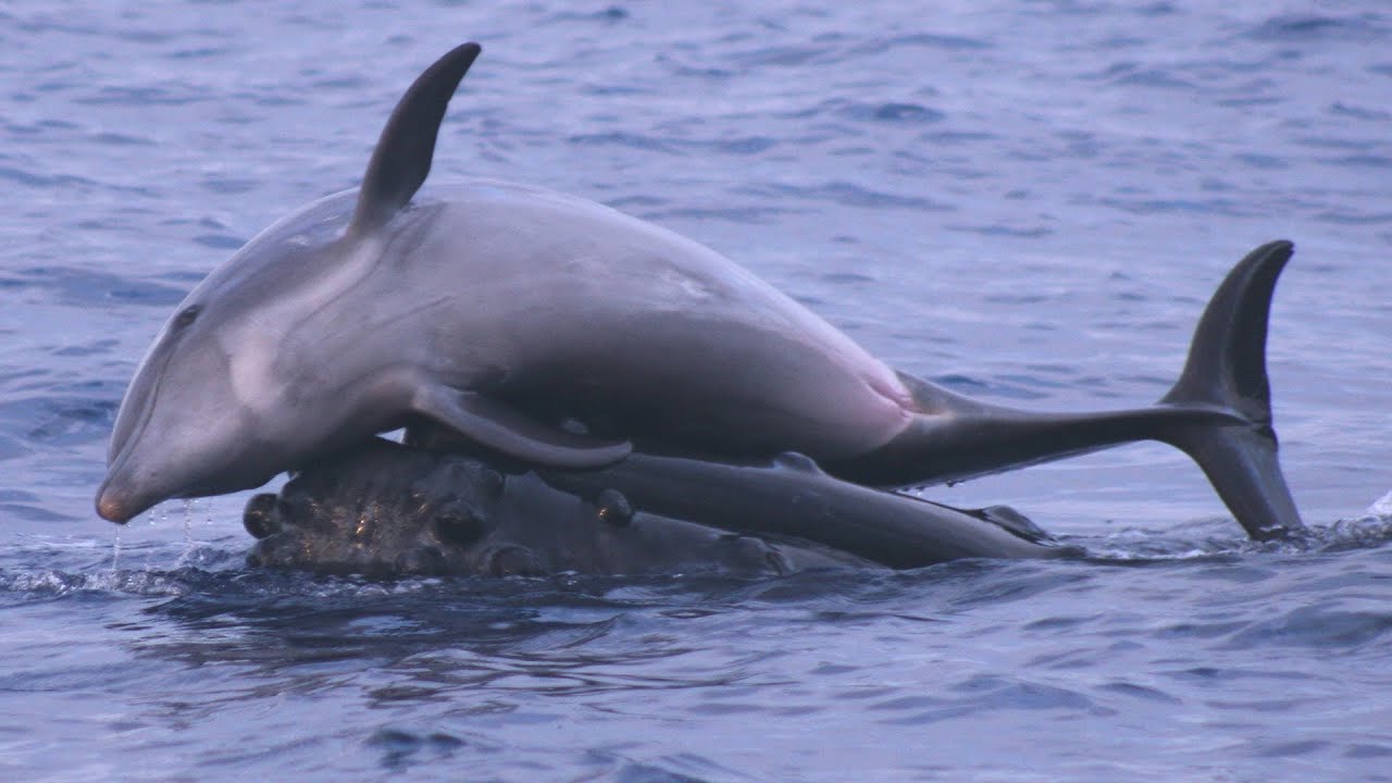 Science Bulletins: Whales Give Dolphins a Lift