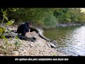 Arachnopod Minus