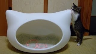 ネコ型ベッドと子猫のミルキー　Kitten and Cat type bed