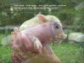LA PORCEA la scrofa FOLKLORE VENETO