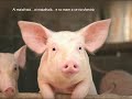 LA PORCEA la scrofa FOLKLORE VENETO
