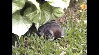 Male Marmoset Comforts Dying Partner