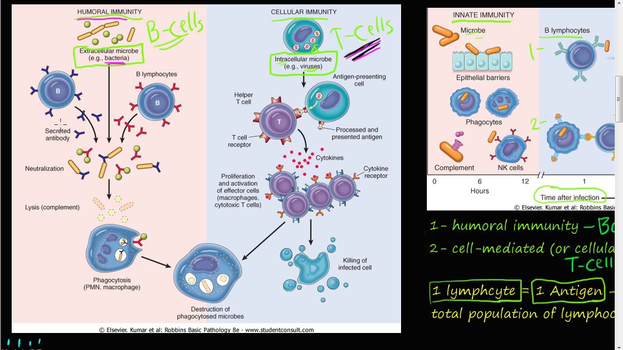 72P - Humoral Immunity via B cells (B Lymphocytes) - YouTube