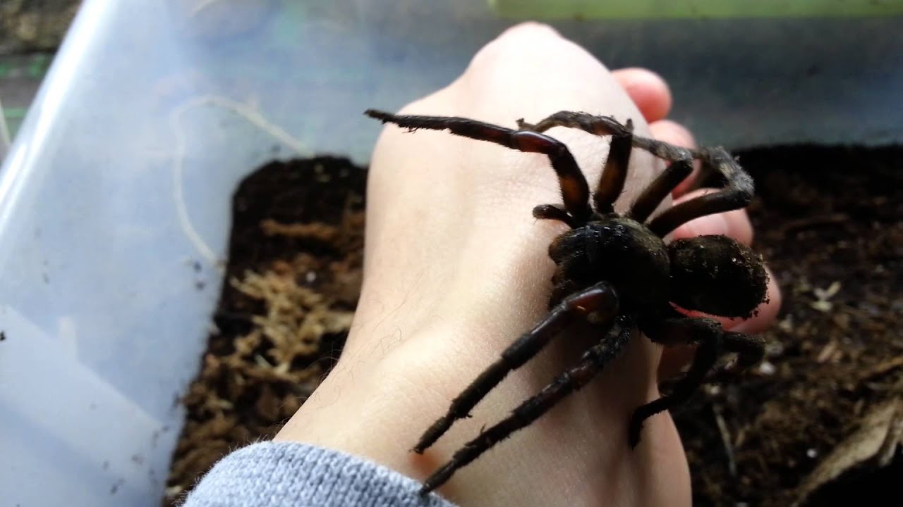 Giant Wolf Spider Handling Video - YouTube