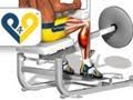 Extension mollets assis ( musculation mollets )