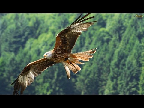 FLY LIKE AN EAGLE - Native American Song (Voar Como Ãguia - legenda ...