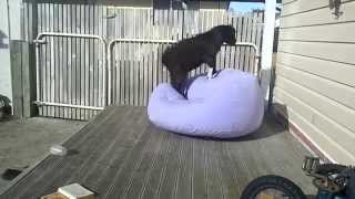 Goat on a blow up chair - Original