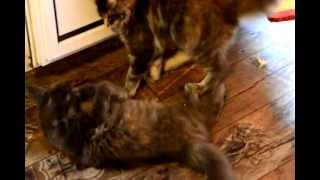 Maine Coon Mrs Jones & Mrs Miniver playing