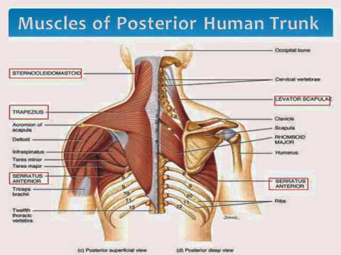 Muscles of The Upper Body Torso - YouTube