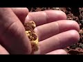 Metal Detecting a 1.7 ounce Sun Baking gold nugget