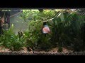 How to Start a Freshwater Tropical Aquarium - PetHelpful