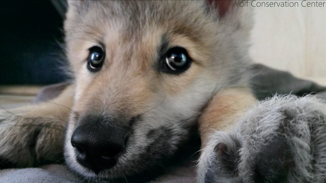 Wolf Pup Hiccups! - YouTube