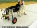 Des solutions efficaces pour lutter contre l'handicap du chien