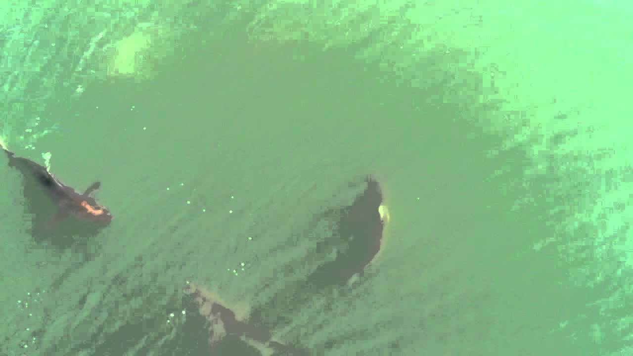 Myrtle beach shark attacks