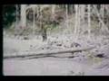 Roger Patterson Bigfoot Footage