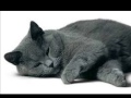 Chats