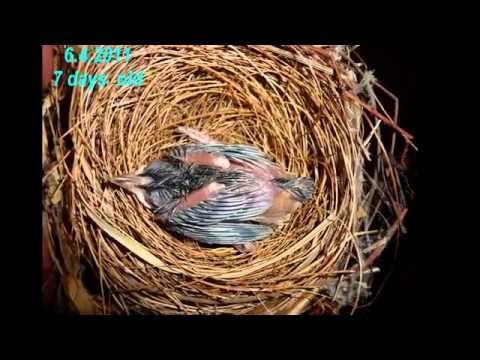 trong video Ky thuat nuoi chim hoa mi sinh san Kythuatnuoitrong.com