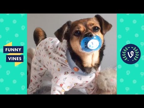 Funny Animals Compilation | Cute Pets, Dogs, Birds, Cats Videos