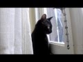 Chat qui miaule, miaule et miaule !!!