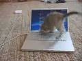 Tech generation: How to keep a cat busy Tech generation: How to keep a cat busy