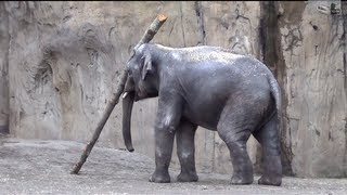 Very Smart Elephant in Oregon Zoo