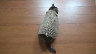 ねずみ爪とぎとねこ。-Mouse-shaped scratching board and Maru&Hana.-