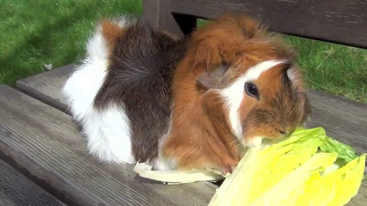 Guinea pig eating lettuce YouTube