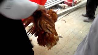 닭의 마지막 살고싶다는 외침 .  The last  scream  of Chicken .Jeonju city.  KOREA