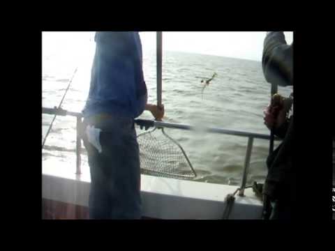 essex sea fishing- reeling in a smooth-hound