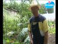 Les Fleurs comestibles du potager