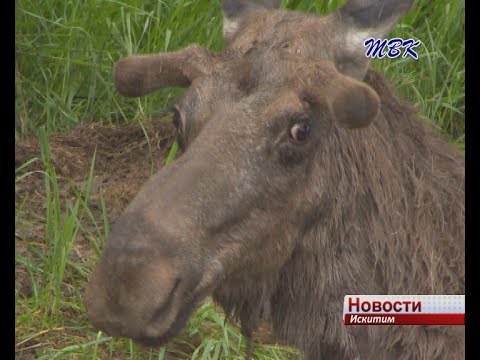 Сохранить жизнь спасенному в Искитиме лосенку не удалось