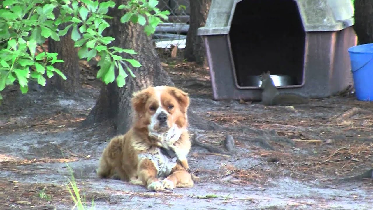 squirrel stealing dog food. - YouTube