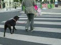 Mon chien attend avant de traverser