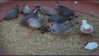 Zebra Finch