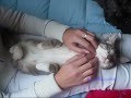 Le chat le plus passif du monde