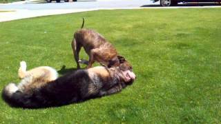 on American pitbull terrier vs german shepherd.play! - YouTube on American pitbull terrier vs german shepherd.play! - YouTube