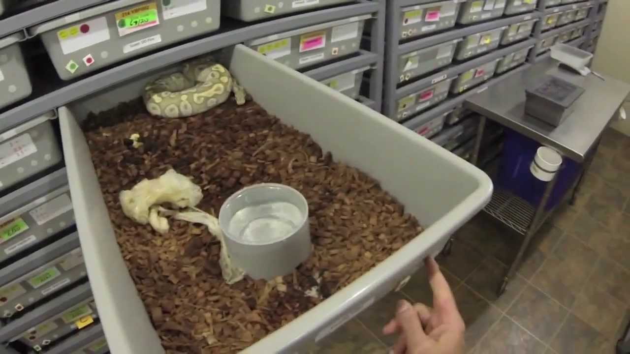 Collecting and Setting Up Ball Python Eggs - YouTube