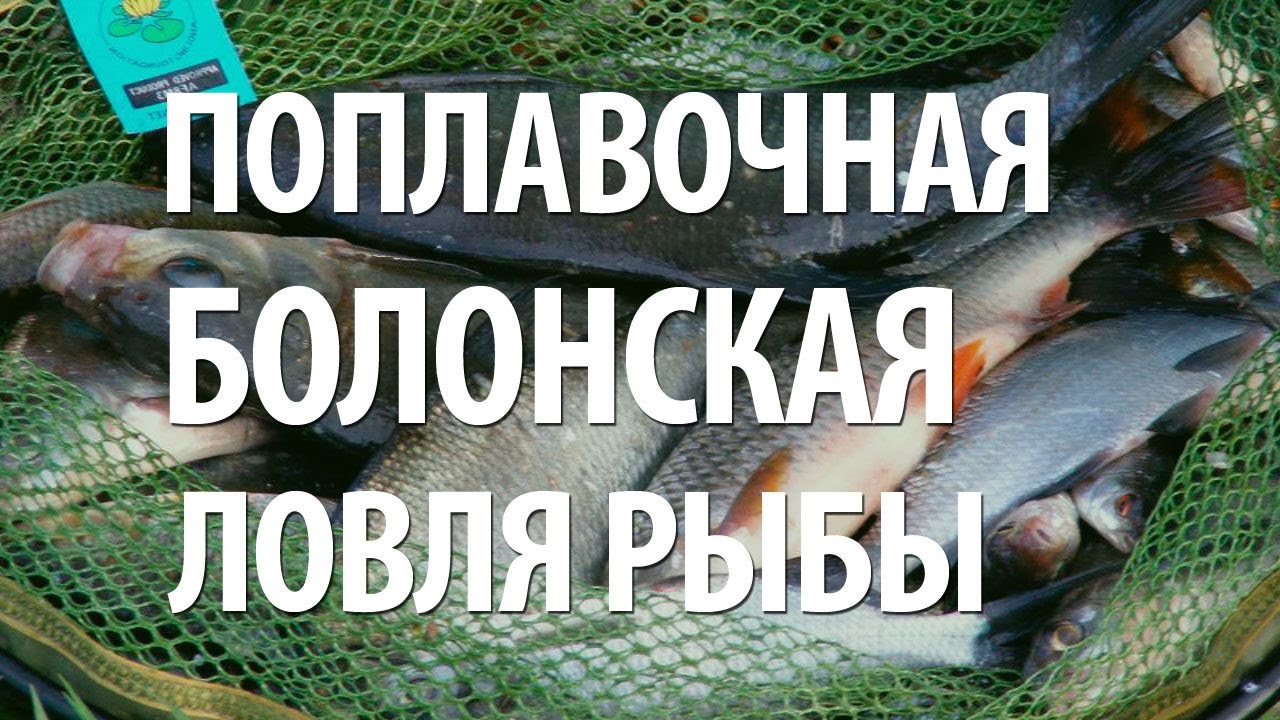 болонская снасть грабовскис болонская снасть грабовскис