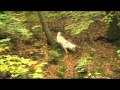 Doom berger blanc suisse