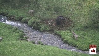 Oso, lobos y buitres en Somiedo