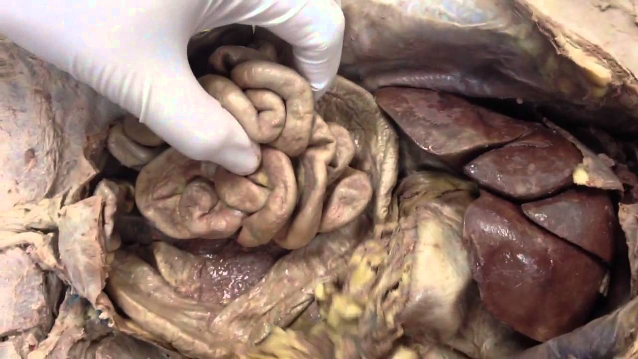 Cat digestive system - YouTube